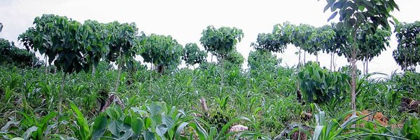 SODEFOR22 Profile Banner