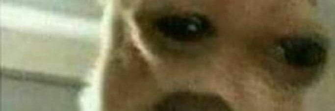 Fierceanddumb's profile banner image