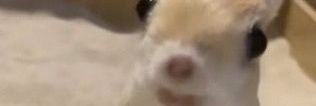 Papatalmao's profile banner image