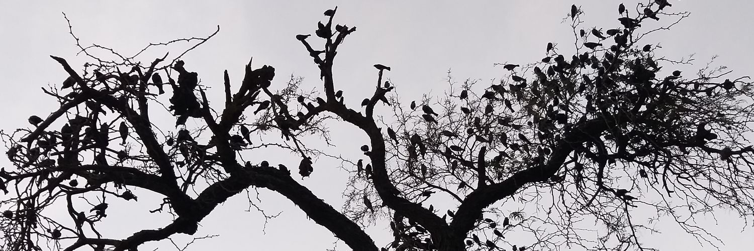 Mishka_jss's profile banner image