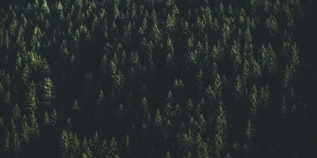 mimicaake's profile banner image