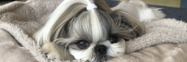 miruchan_0716 Profile Banner