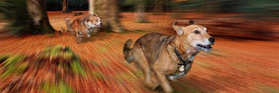 ☮Mati Santinelli☮ banner