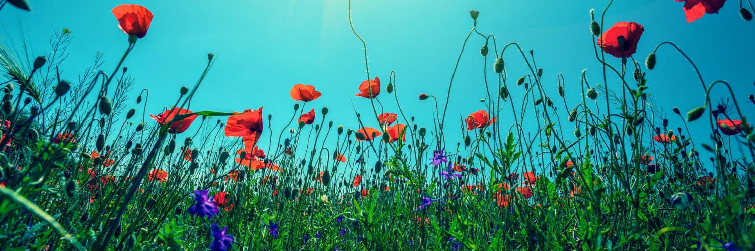 Lady_Bug 🐞 banner
