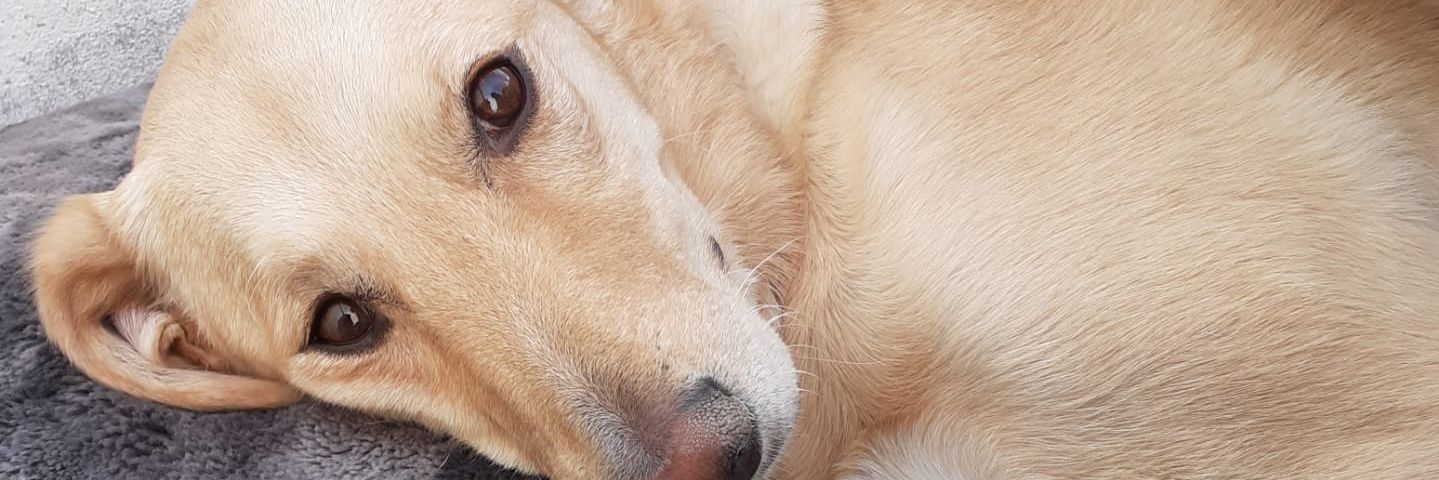 DanielaViicente's profile banner image