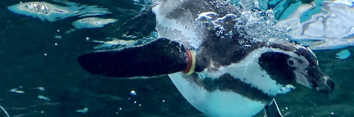 PENGUIN LOVE banner