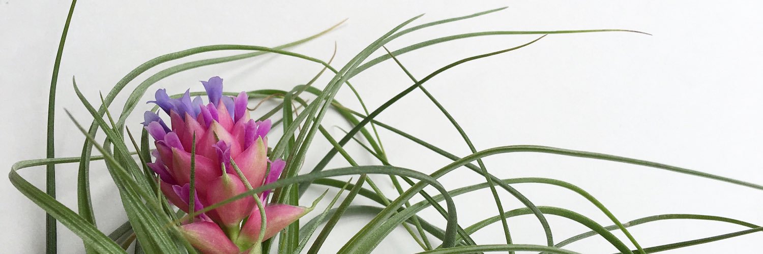 VogueRhythm's profile banner image