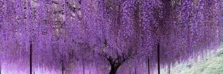 StickShift4me🕹👸 banner