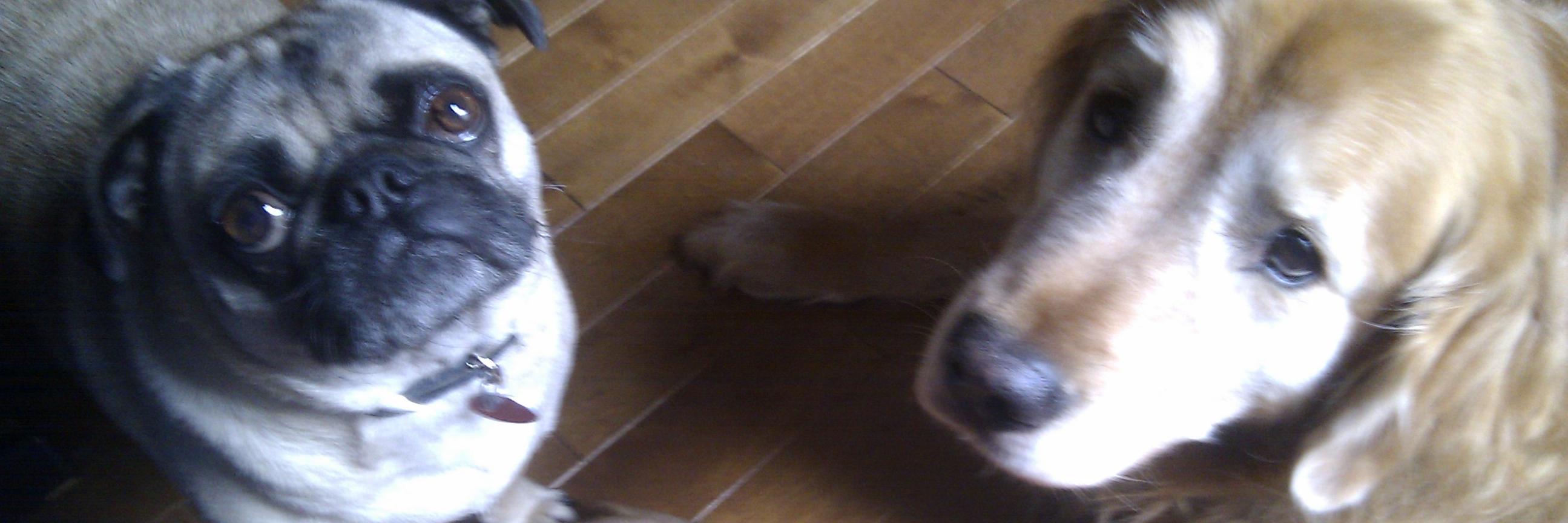 Jean dupaï ⚜ banner