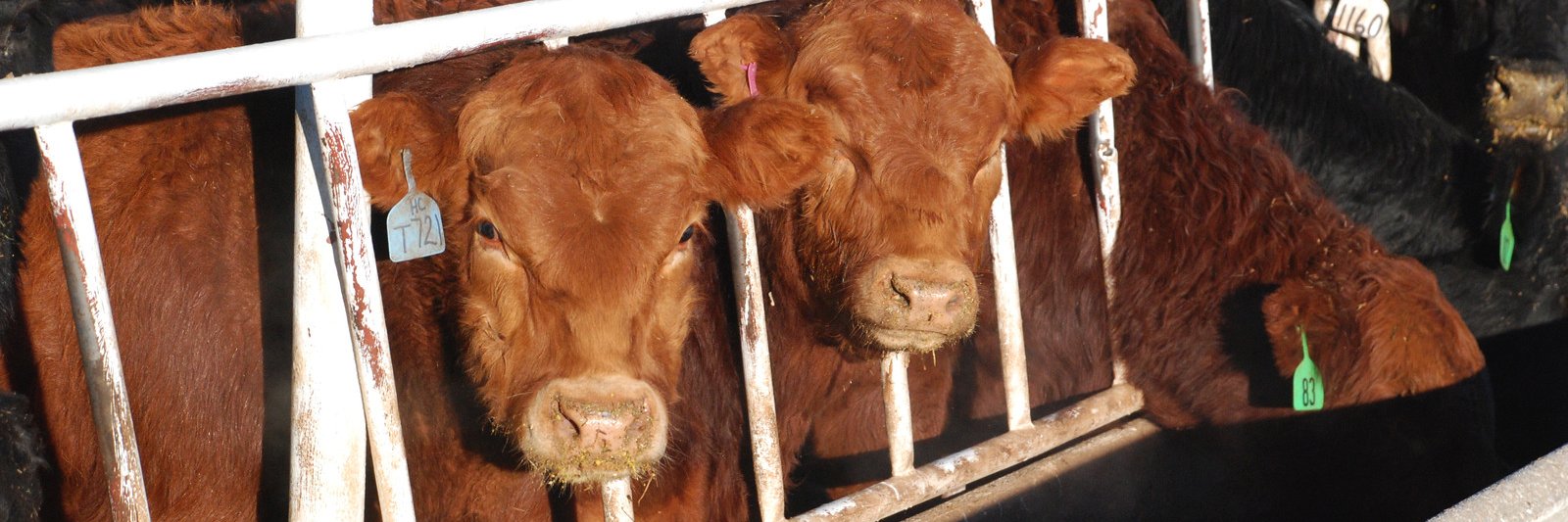 N. American Limousin banner