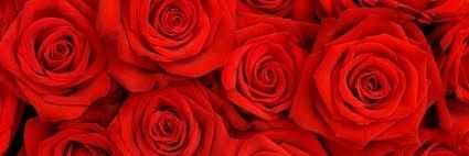 𝗡𝗝🦋🤍 banner