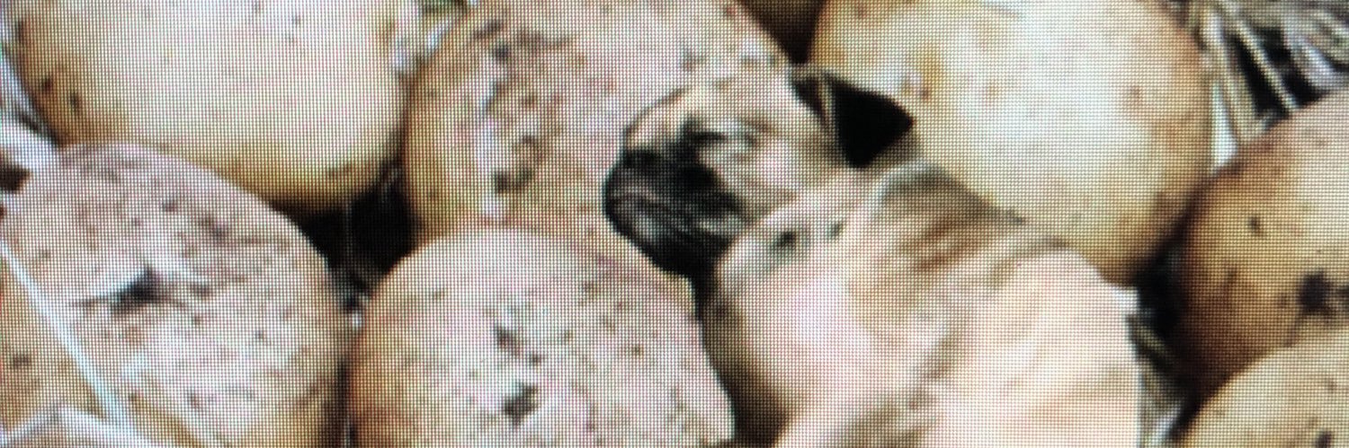 stabkov's profile banner image