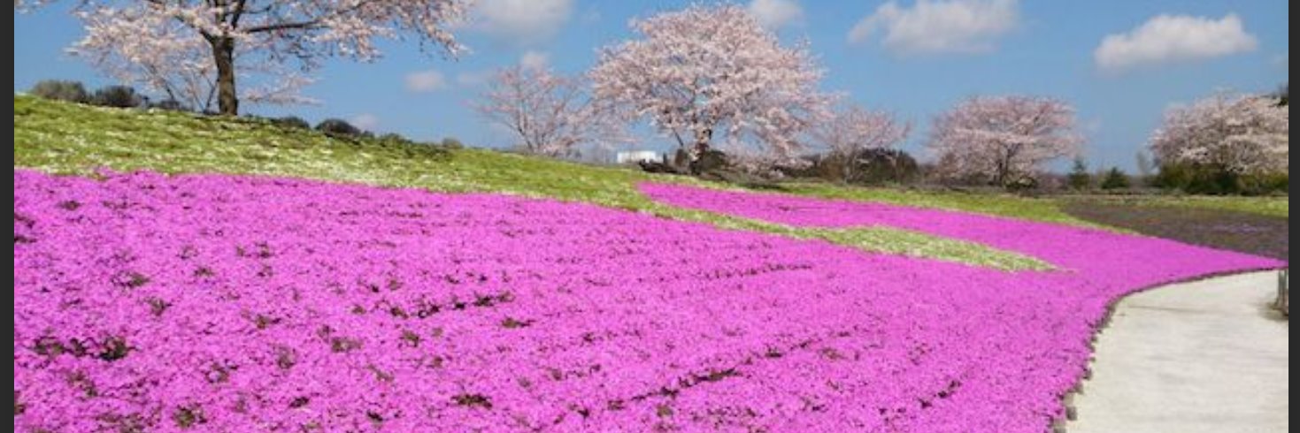 sasha banner