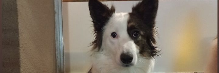 sofiacentenaro's profile banner image