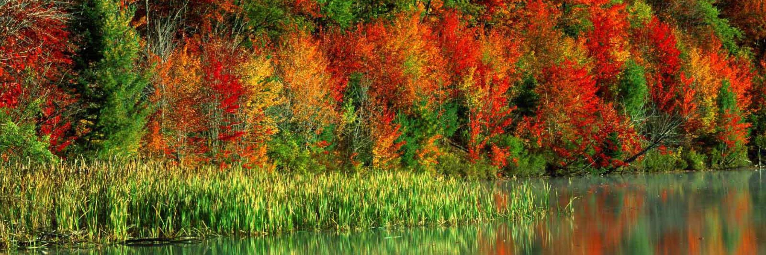 Tornquist's profile banner image