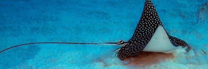 divecayman's profile banner image