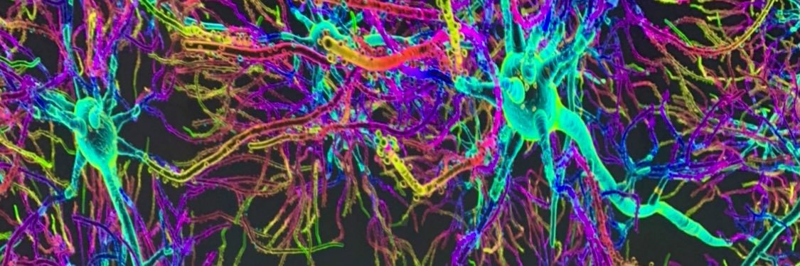 Alexandra Mandel, MD banner