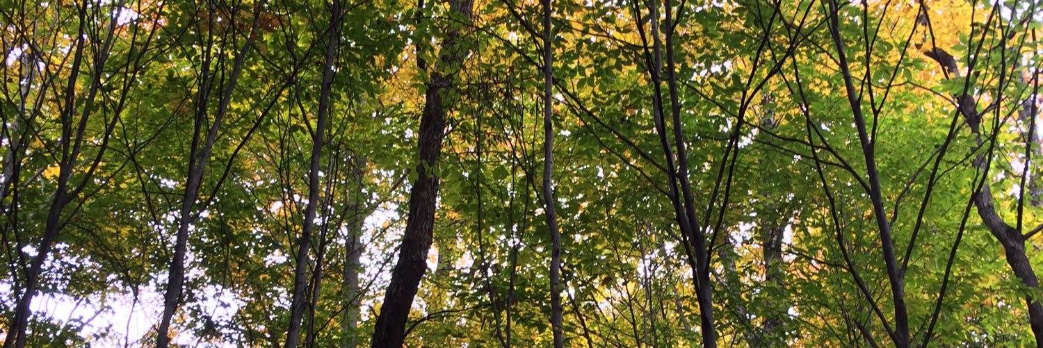 liettedesign's profile banner image