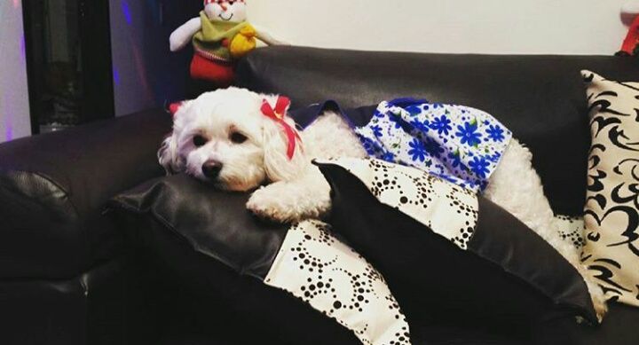 danielarozo18's profile banner image