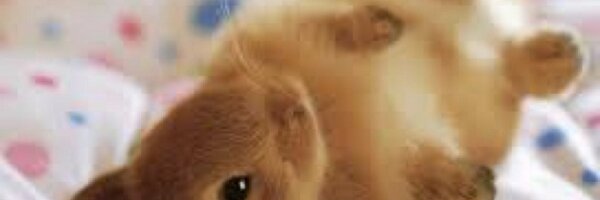 zoe_who Profile Banner