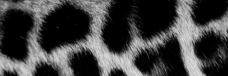 itsdialynn's profile banner image