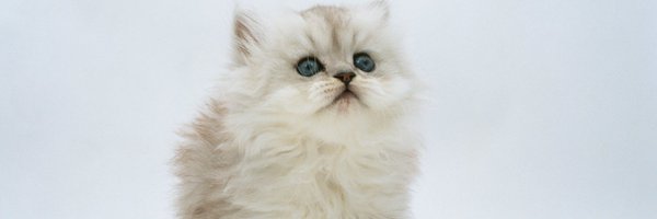 shusui_nekotomo Profile Banner