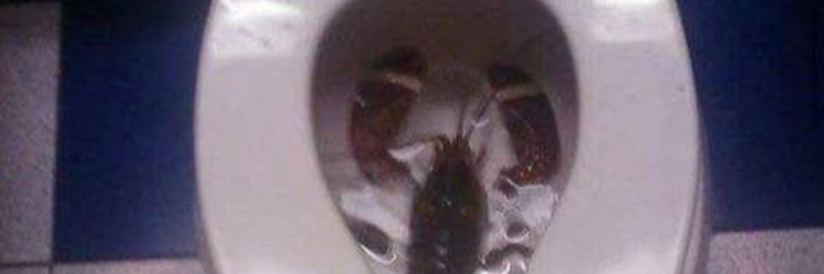 peepeepoopoocacashire banner