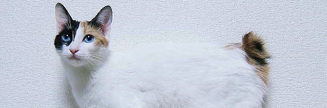 taro banner