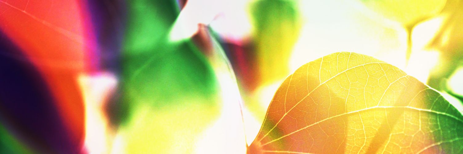 roelin's profile banner image
