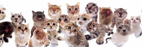 dubabboo Profile Banner