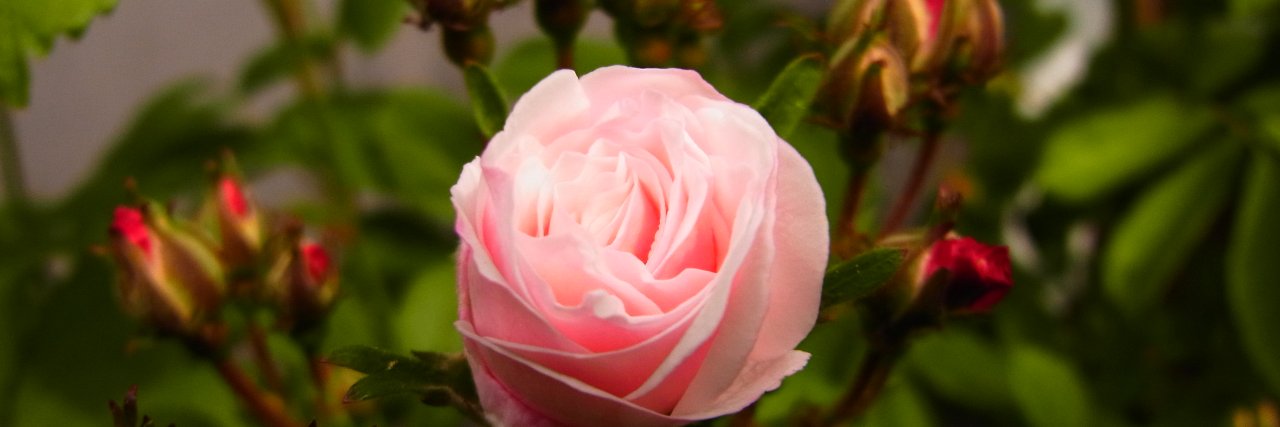 Coco@ﾆｬﾝｺｽｷｰ🐈‍⬛🌹.* banner