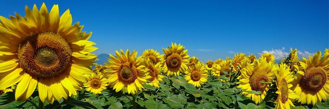 mie3143's profile banner image