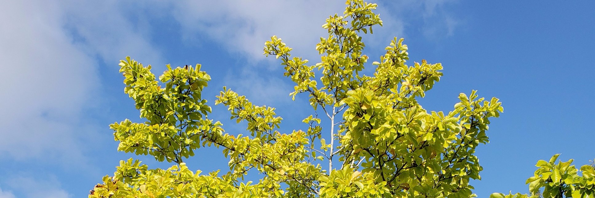 Natasha Chiang Tham banner