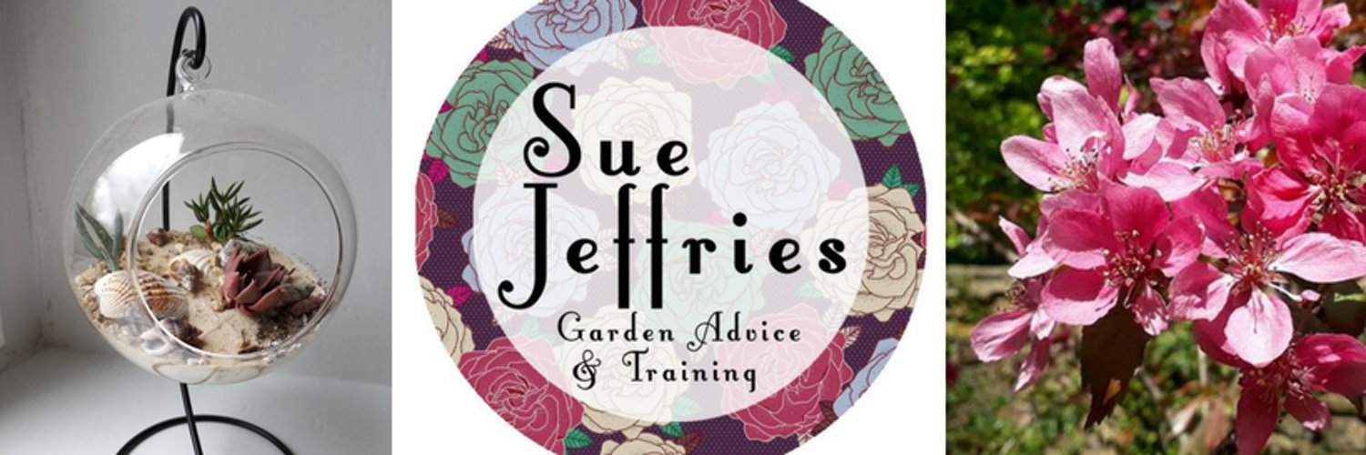 Sue Jeffries Profile Banner