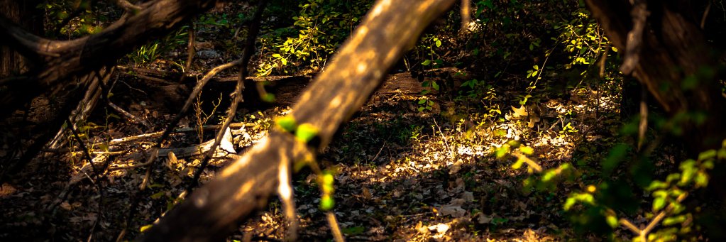 aliendev2's profile banner image