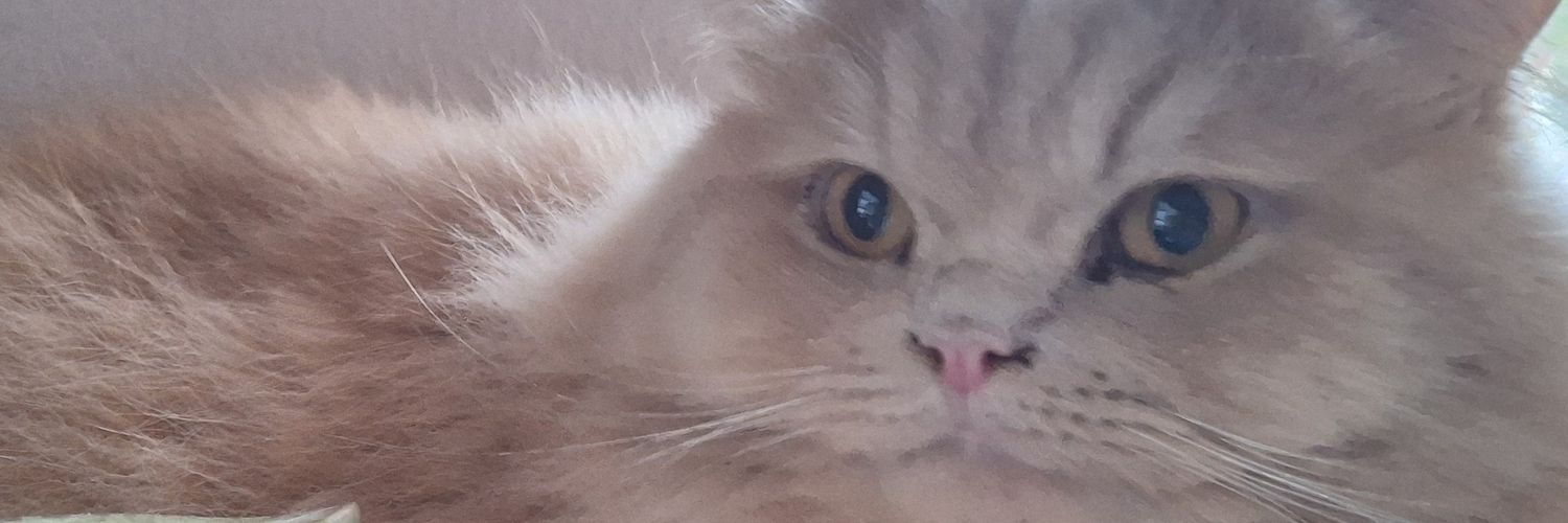 bowwiink's profile banner image