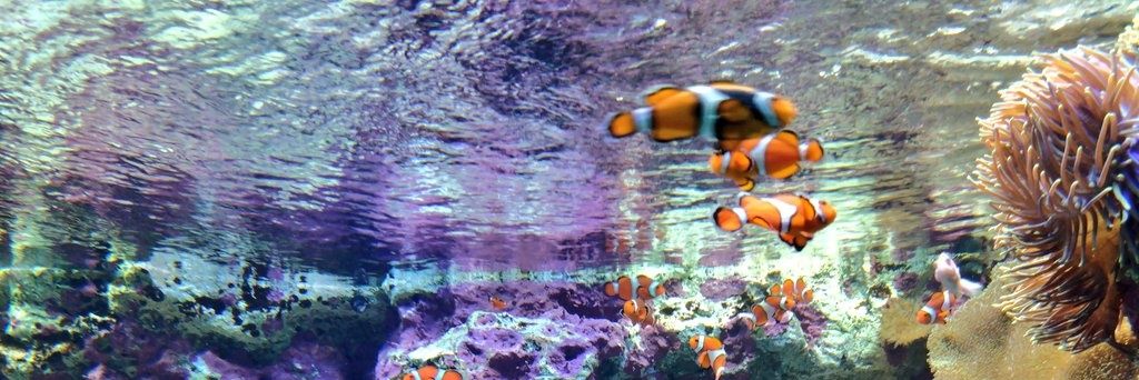 𝙆𝙊🌱お仕事募集中 banner