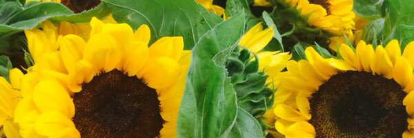 hellholeharry Profile Banner