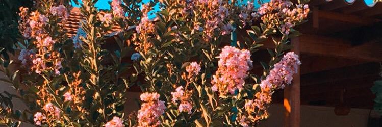 Elifftz's profile banner image