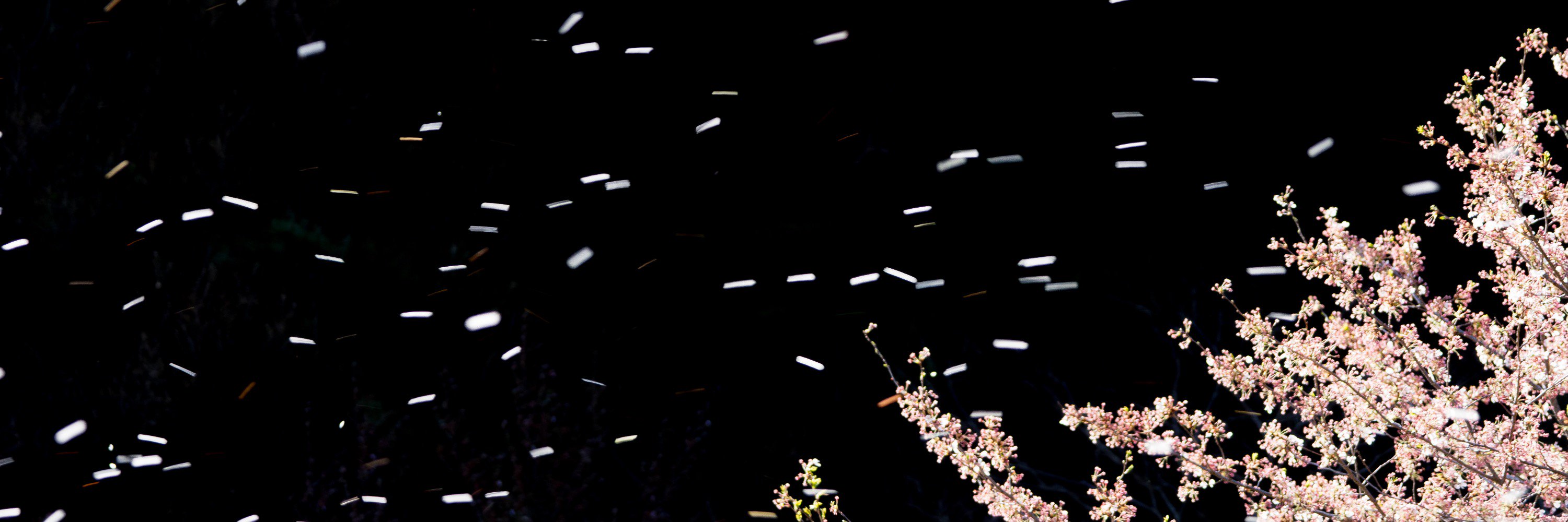 Tomoya SUZUKI banner