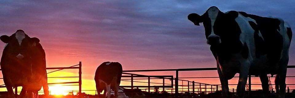jdjcattleco's profile banner image