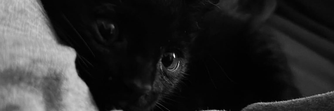 svqlsx's profile banner image