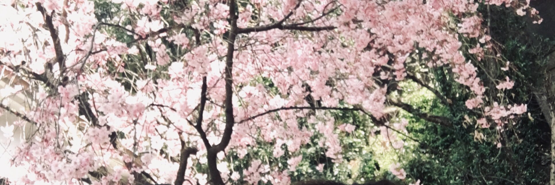 MuniKoku's profile banner image