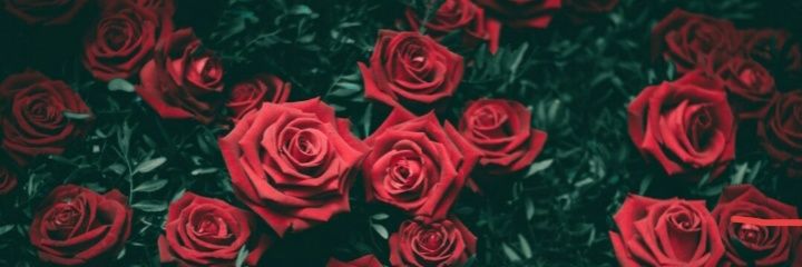July Trejo banner