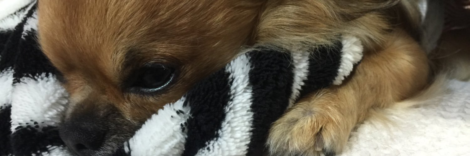 chamaooooo13's profile banner image