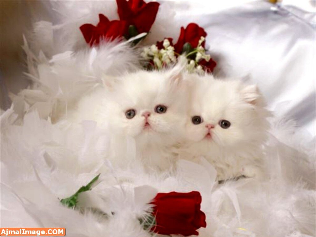 alshareef5656's profile banner image