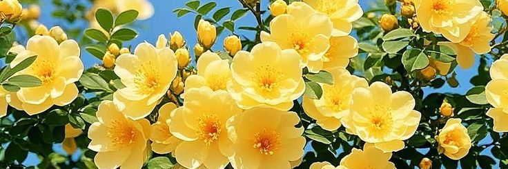 cici 🌻🍥 banner