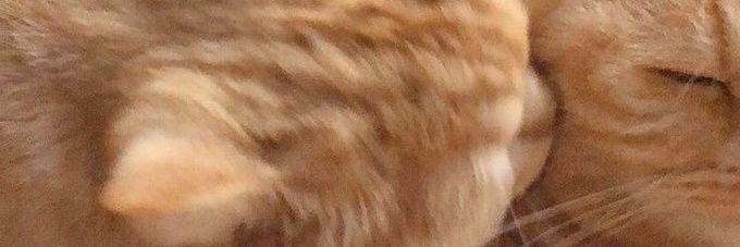 ccccccse's profile banner image