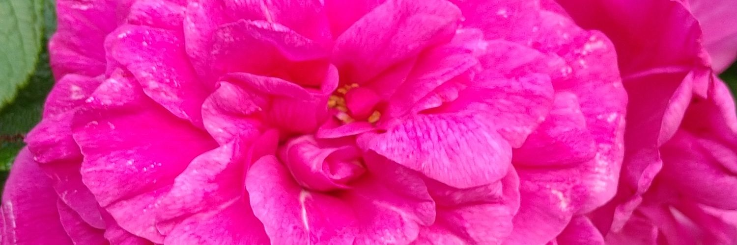 ruby3339's profile banner image