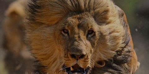 NeekyGeMINI's profile banner image